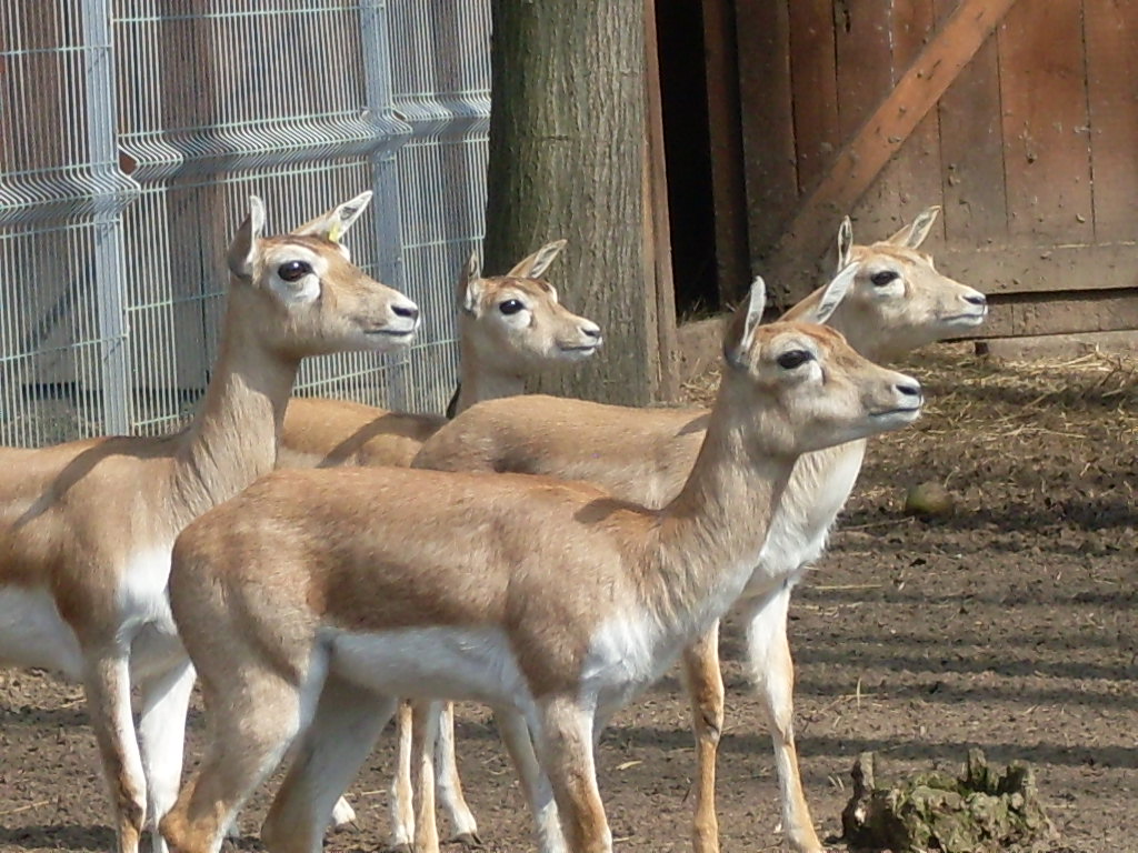 Female blackbucks