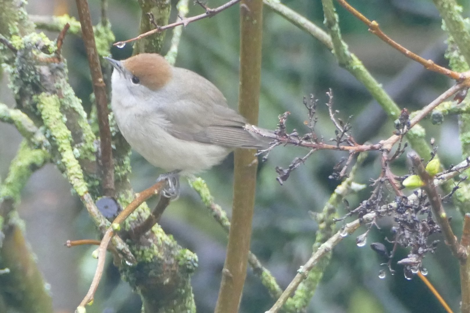 Female Blackcap, Paignton, January 2021
