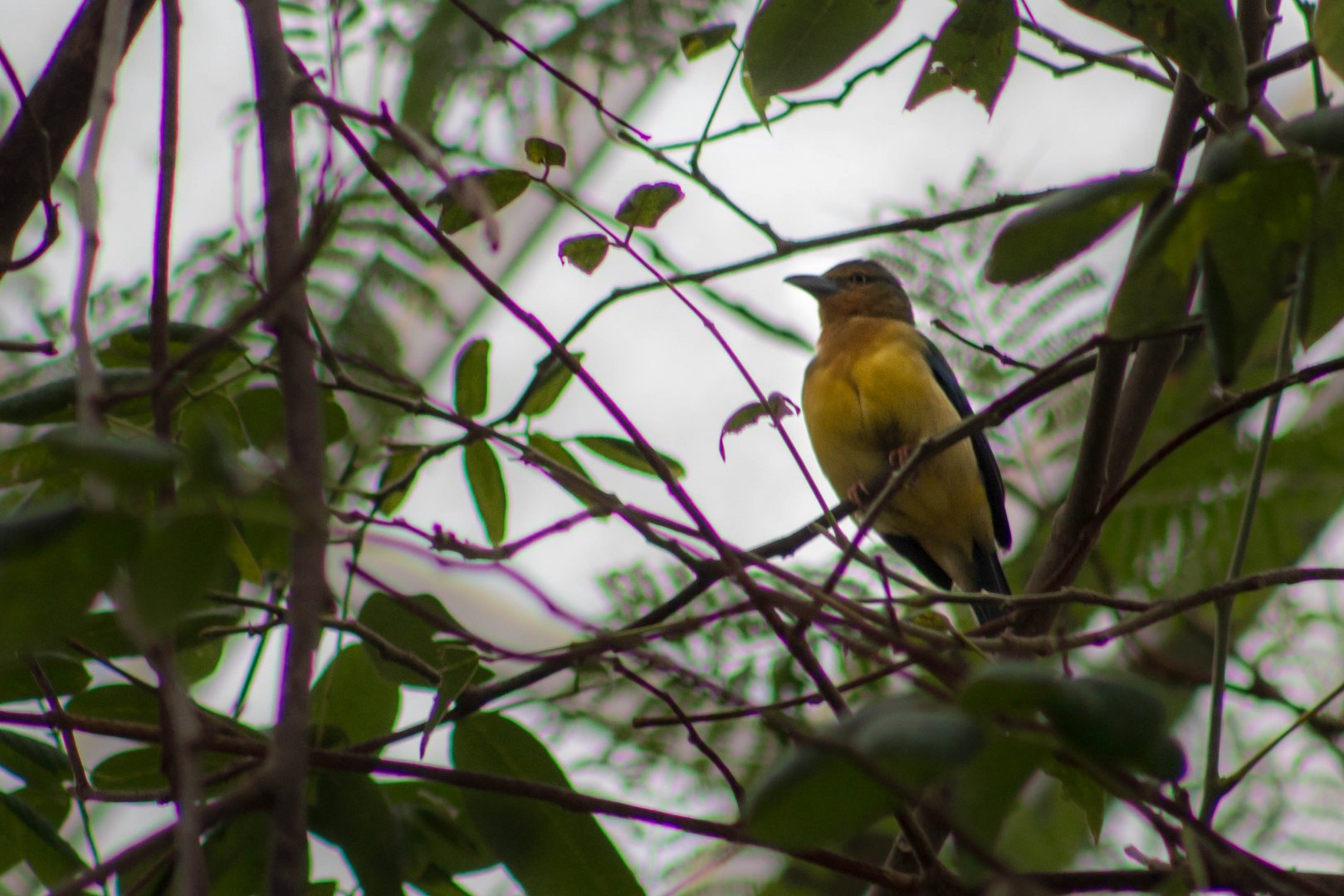 Female blue-backed tanager