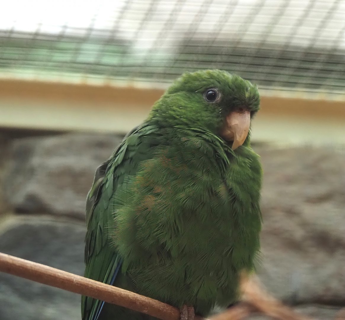 Female Blue-bellied parrot (Triclaria malachitacea), 2024-05-22