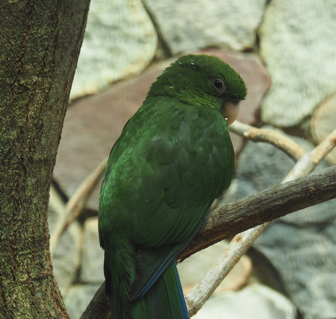 Female Blue-bellied parrot (Triclaria malachitacea), 2024-05-23