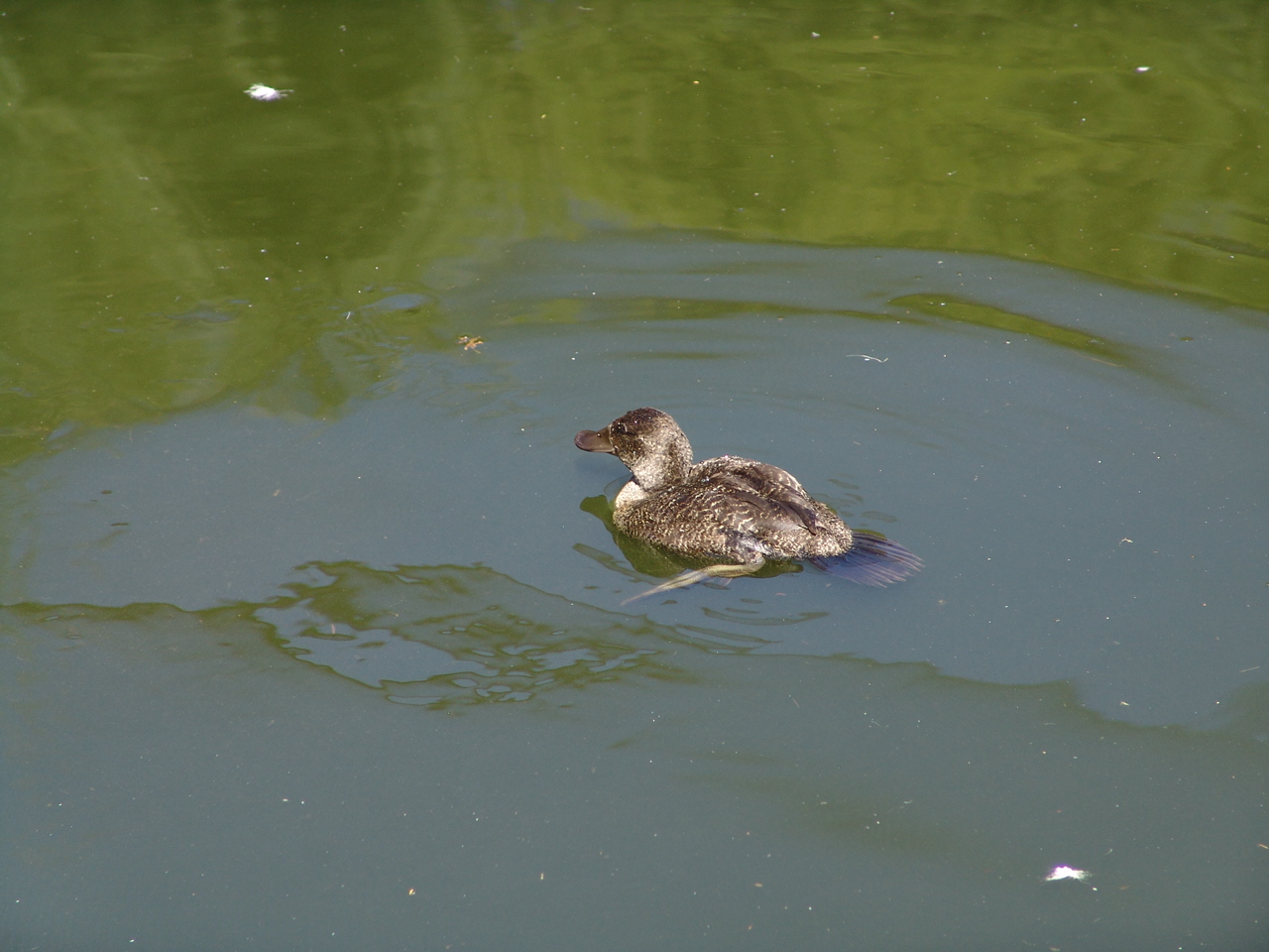 Female Blue-billed Duck (Oxyura australis)
