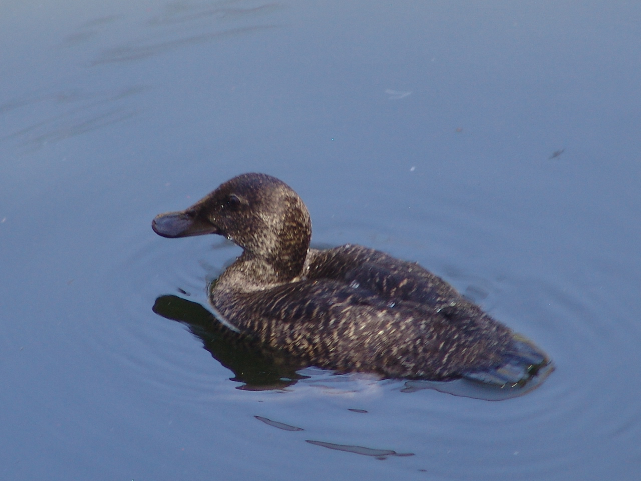 Female Blue-billed Duck (Oxyura australis)