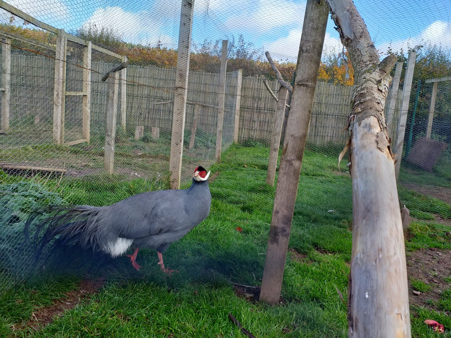 Female blue-eared pheasant in temporary aviary