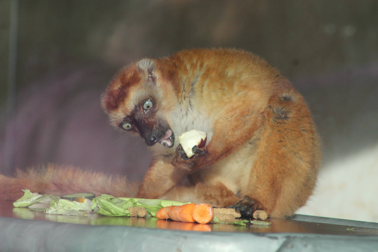 Female Blue-eyed Lemur 25 October 2014