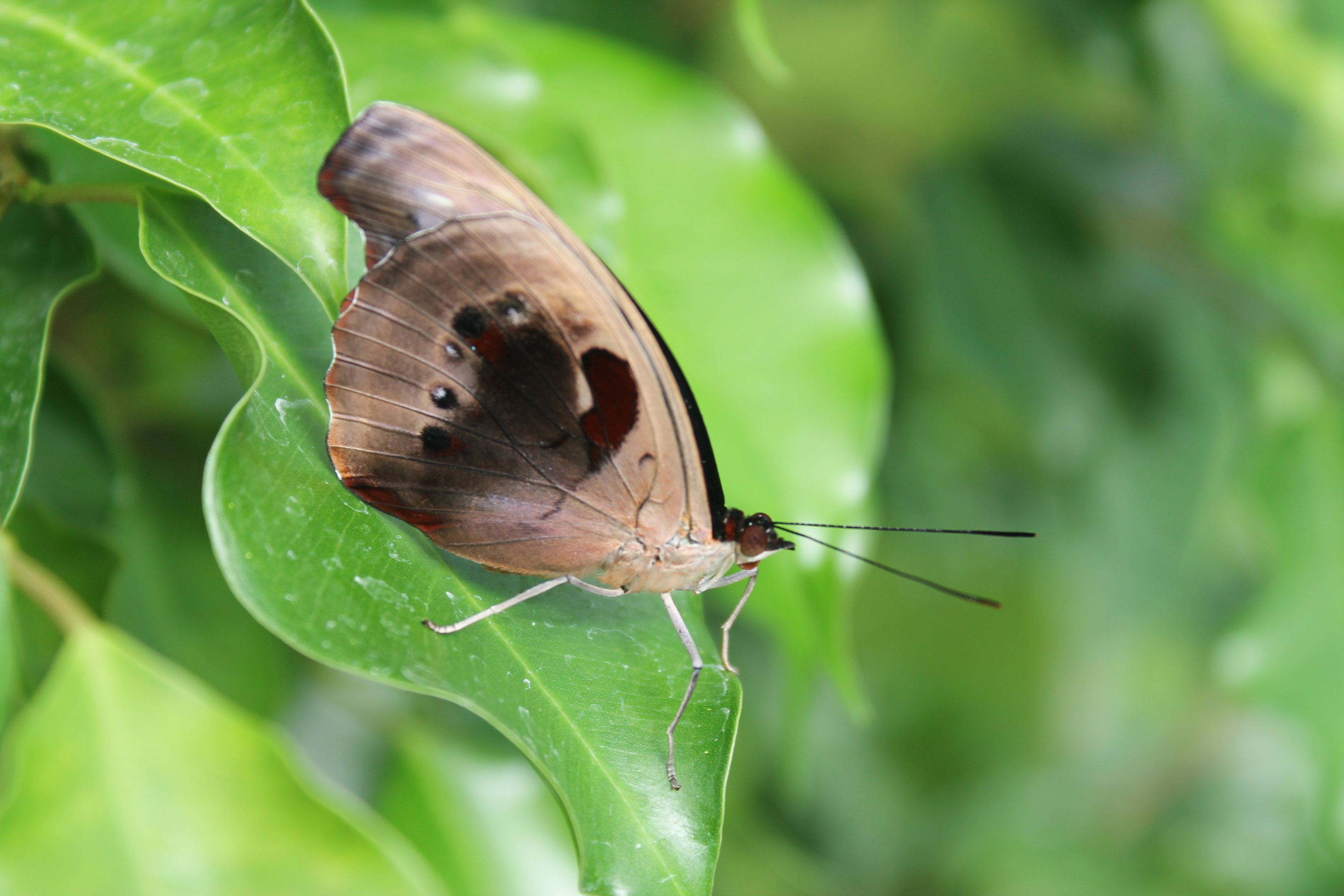 female Blue-frosted Banner (Catonephele numilia), underwing
