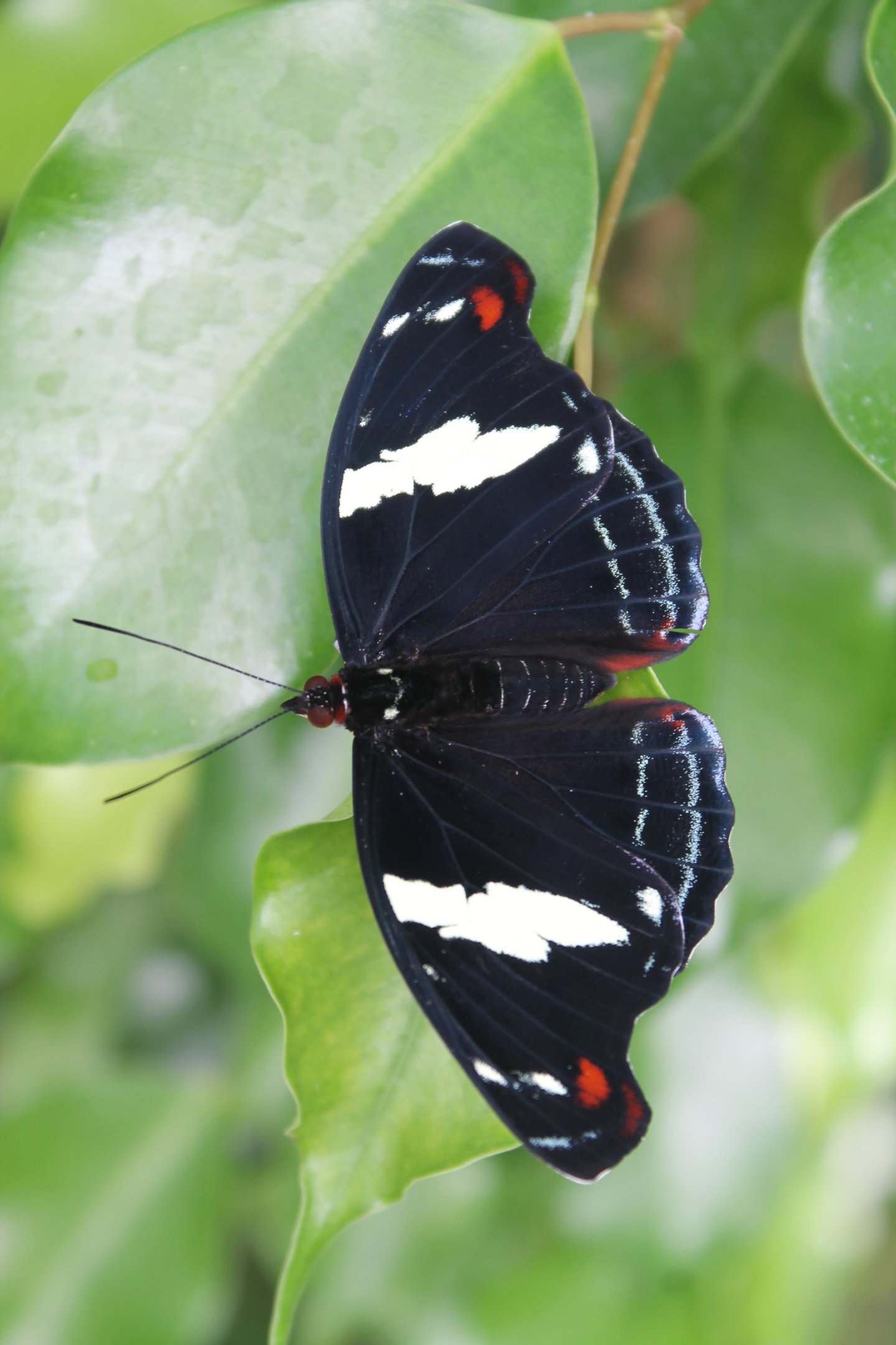 female Blue-frosted Banner (Catonephele numilia)