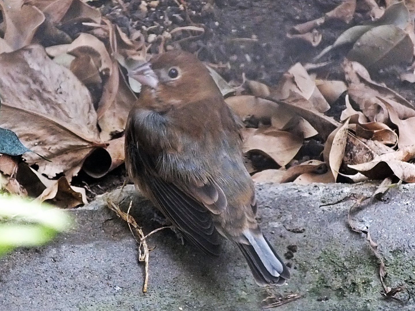 Female blue grosbeak