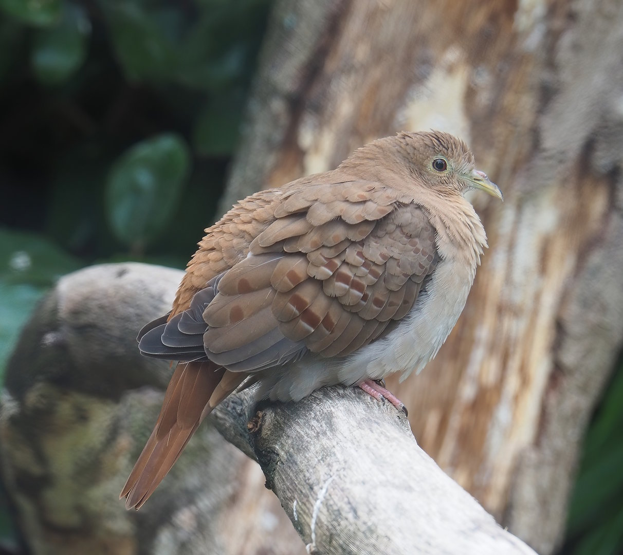 Female Blue ground dove (Claravis pretiosa), 2022-07-10