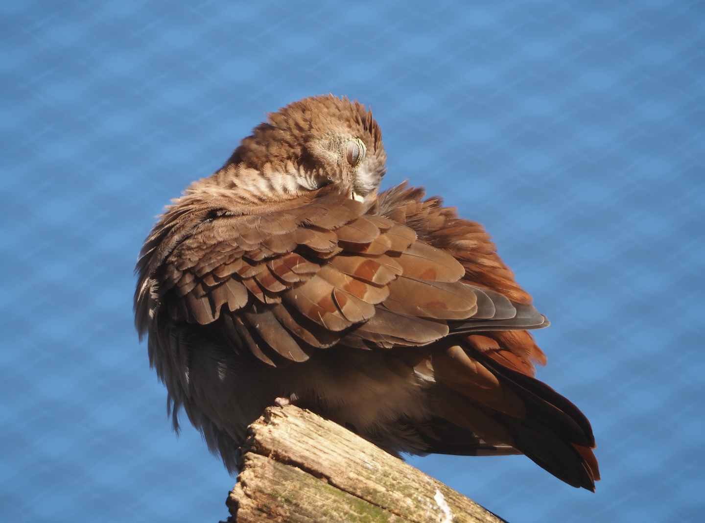Female Blue ground dove (Claravis pretiosa), 2024-03-09