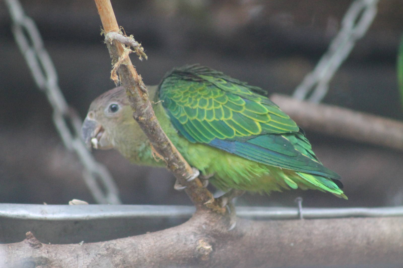 female blue-rumped parrot (Psittinus cyanurus)