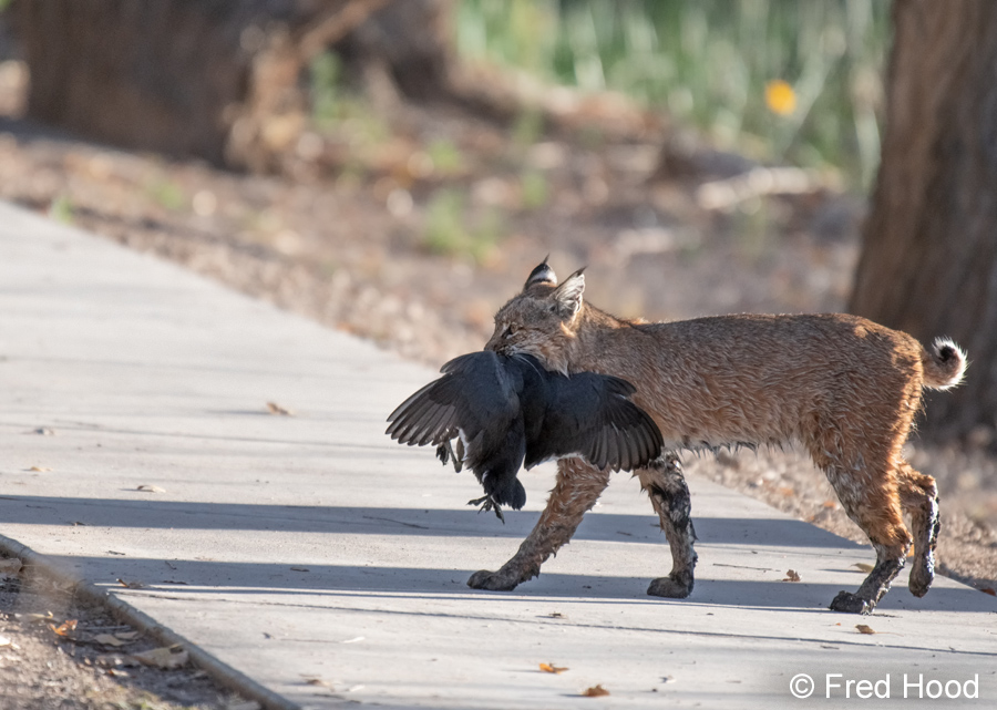 female bobcat with American coot
