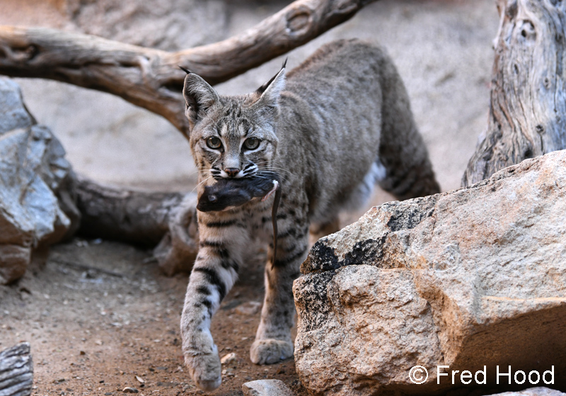 female bobcat with prey