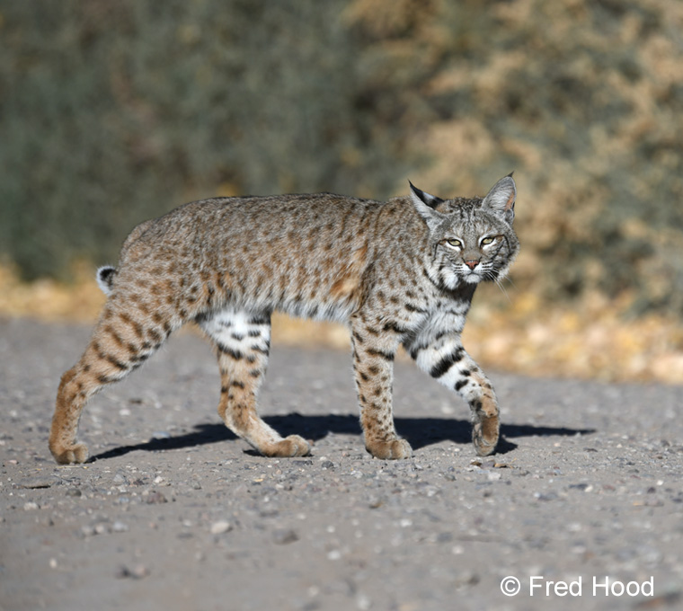 female bobcat
