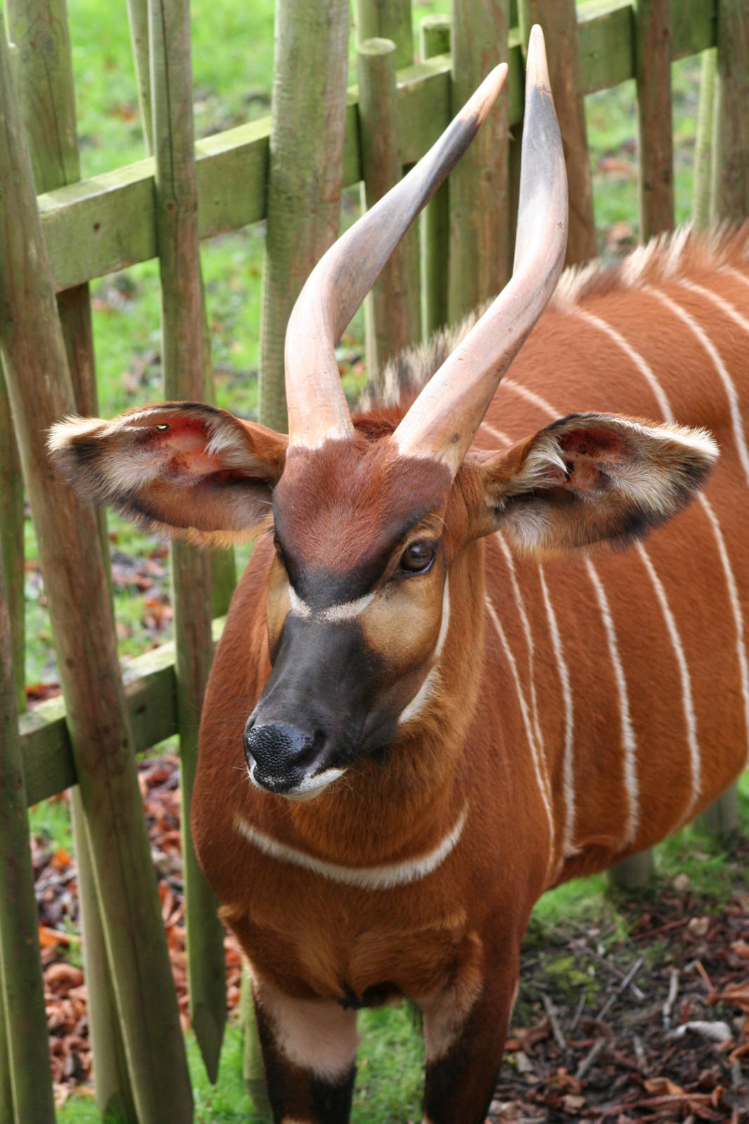 Female Bongo @ Edinburgh 20.10.2011
