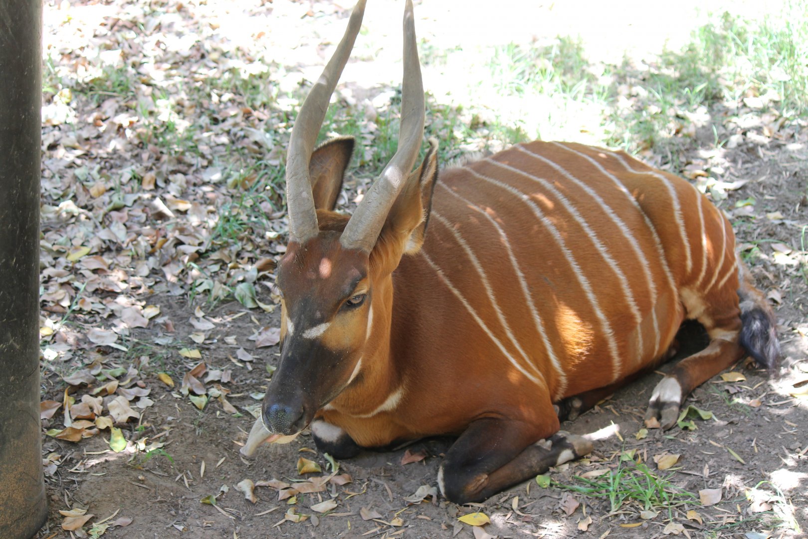 Female Bongo