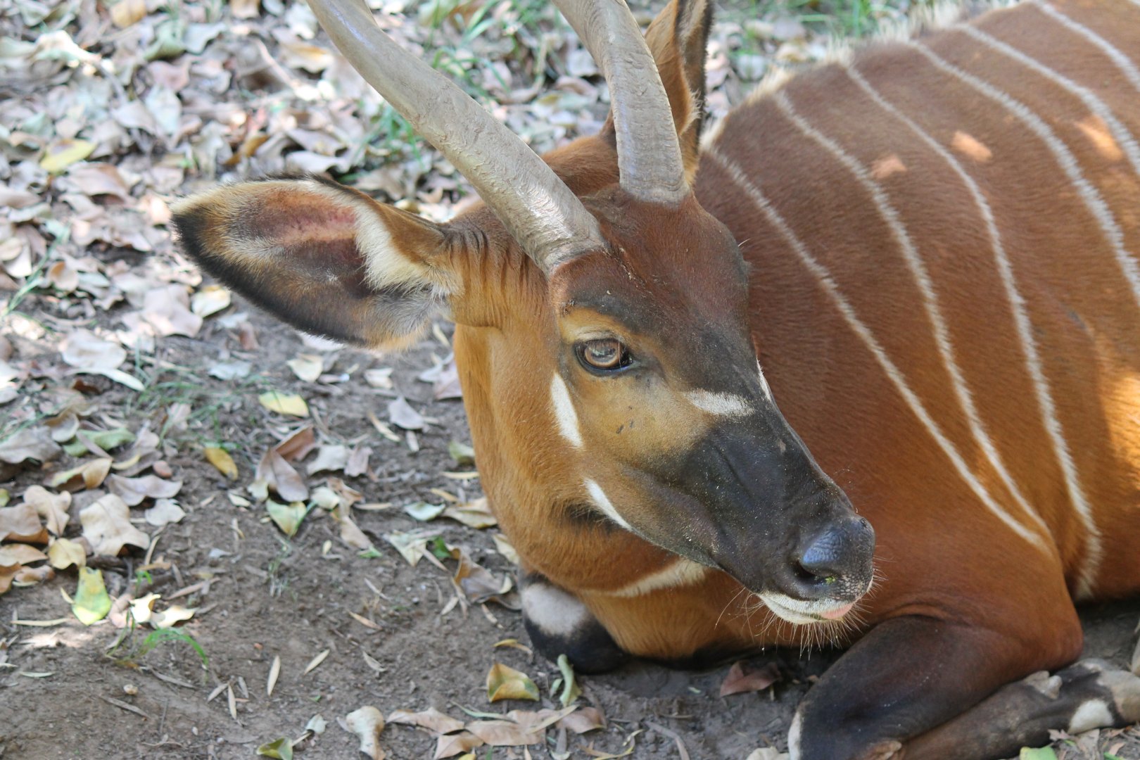 Female Bongo