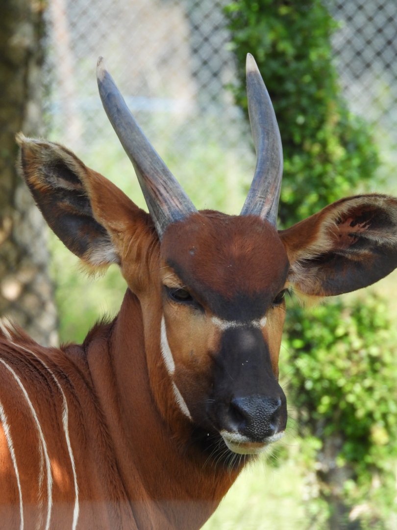 Female Bongo
