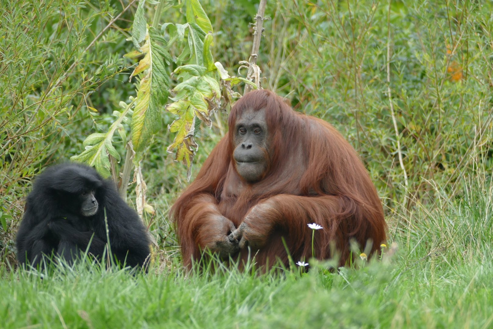 Female Bornean orangutan and Siamang, September 2018