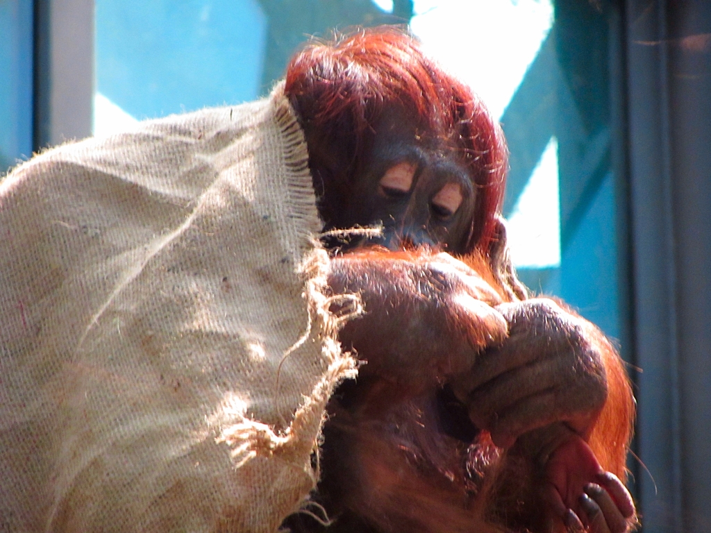 Female Bornean Orangutan and Young