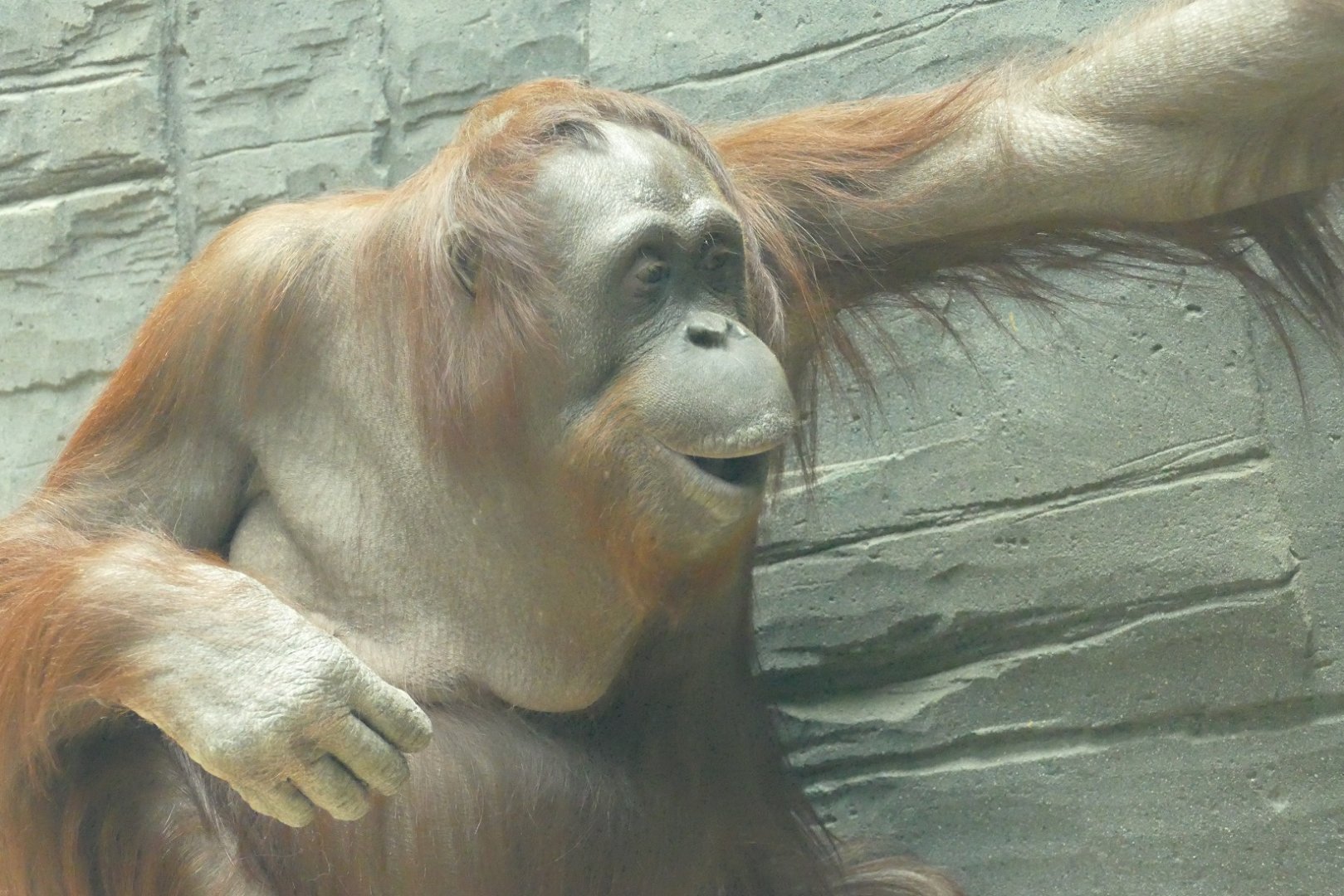 Female Bornean orangutan, April 2022