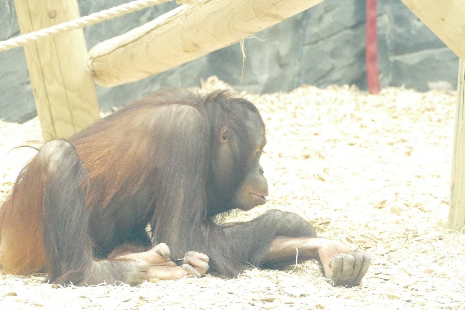 Female Bornean orangutan, April 2022