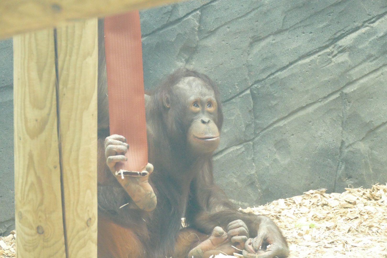 Female Bornean orangutan, April 2022
