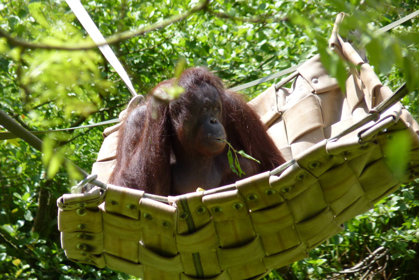 Female Bornean orangutan, Gambira, 25 May 2014