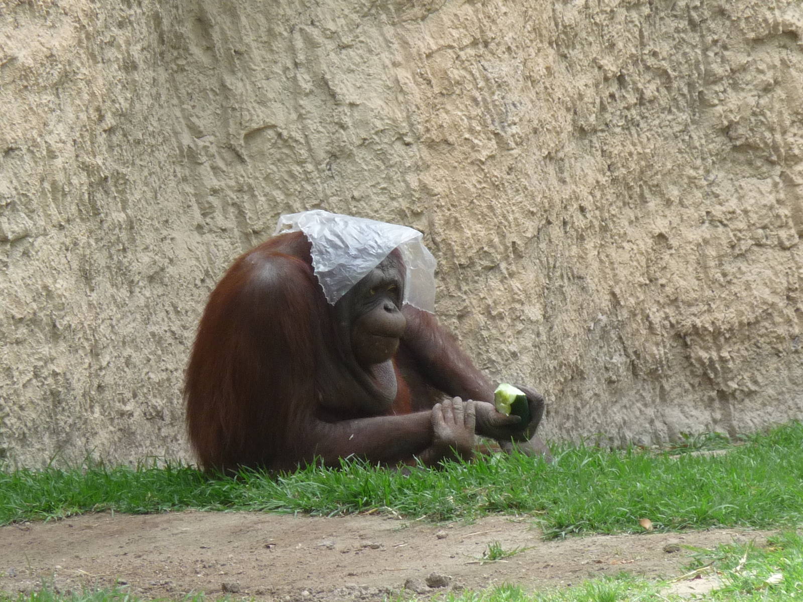 female bornean orangutan Guadalajara Zoo