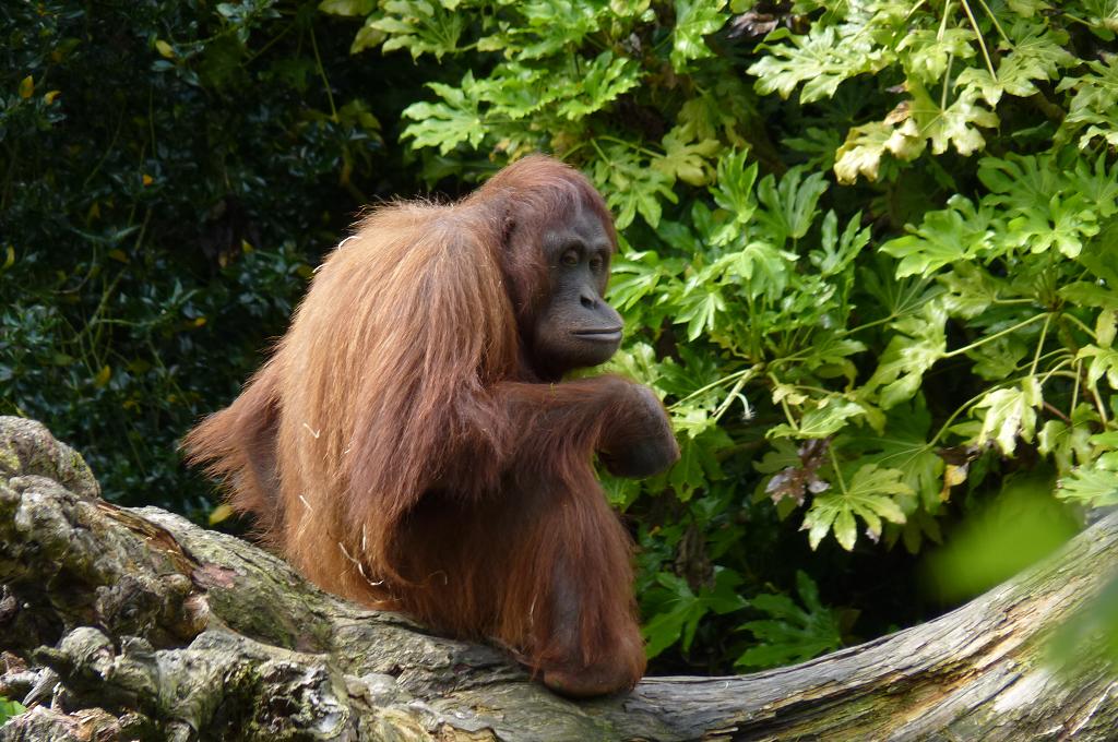Female Bornean Orangutan, June 2012