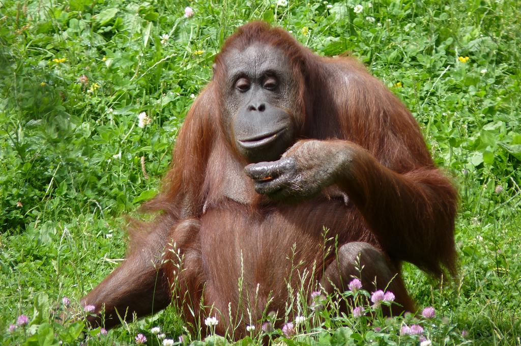 Female Bornean Orangutan, June 2012