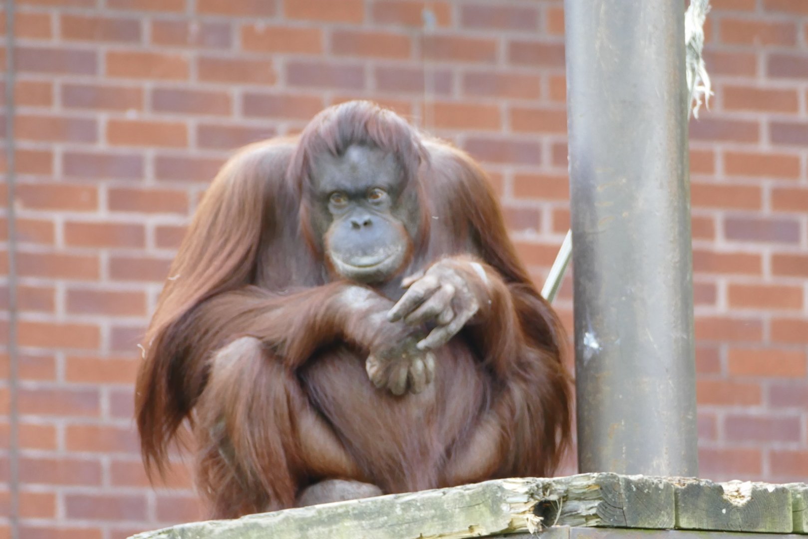 Female Bornean orangutan, May 2022