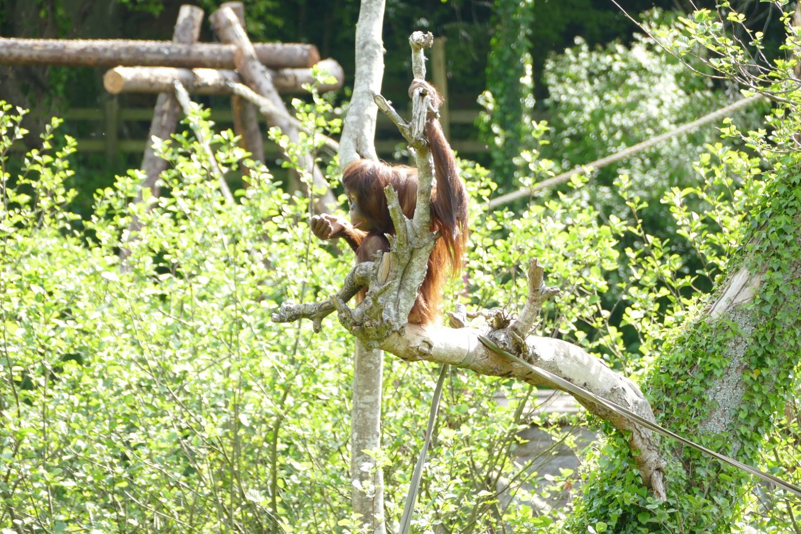 Female Bornean orangutan, May 2022