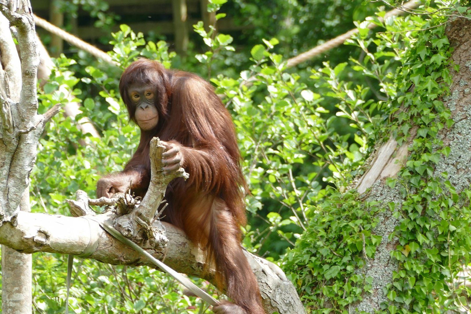 Female Bornean orangutan, May 2022
