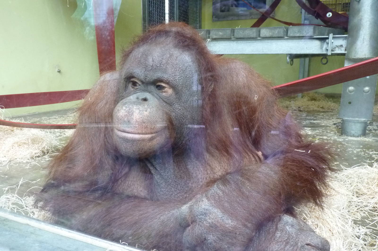 Female Bornean orangutan, Oshine. 30 December 2012