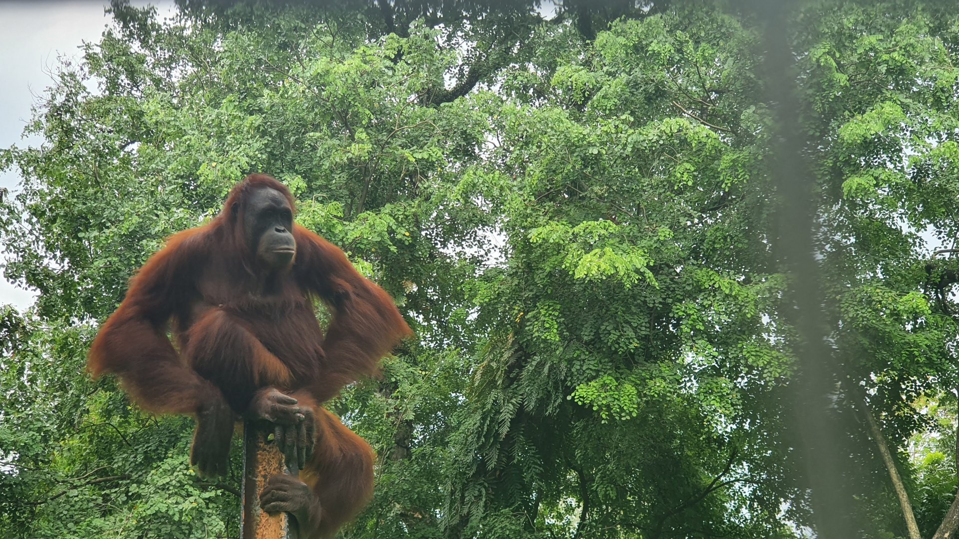 Female Bornean Orangutan (Pongo pygmaeus) - Taru Jurug Zoo