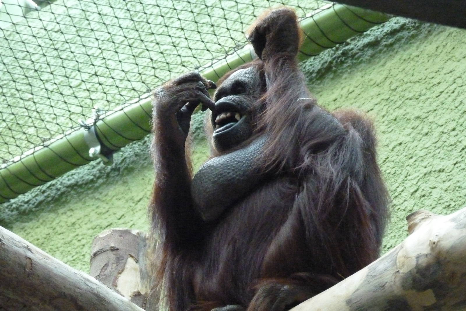 Female Bornean Orangutan, September 2016