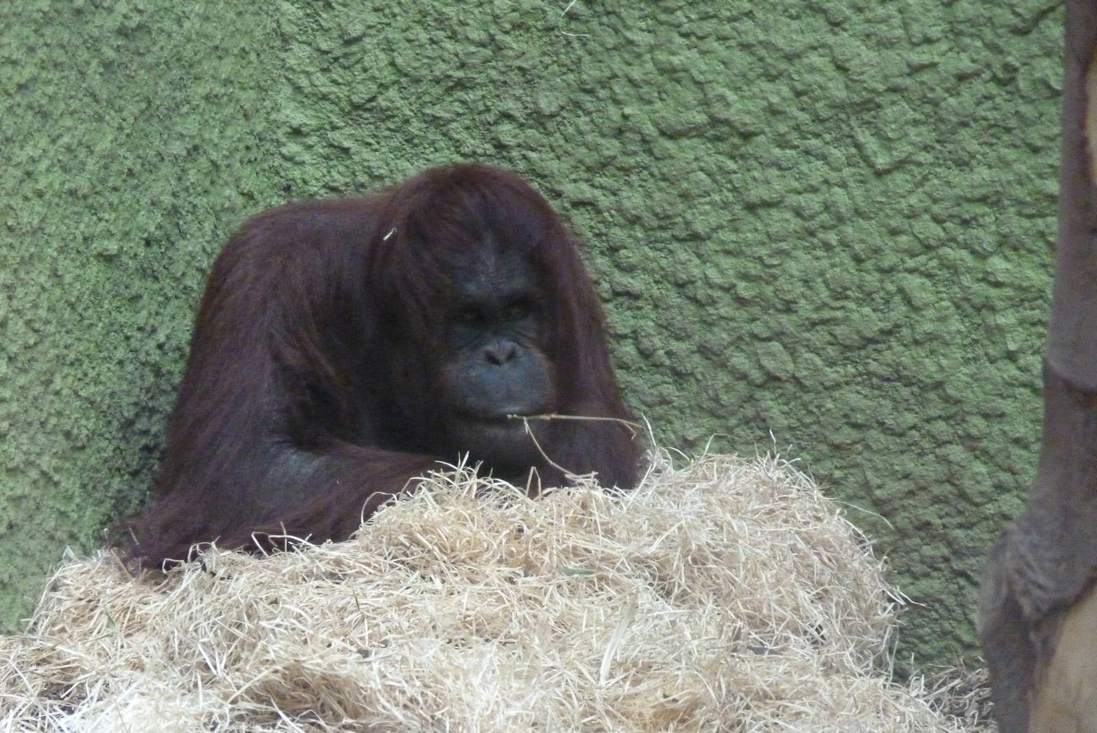 Female Bornean Orangutan, September 2016