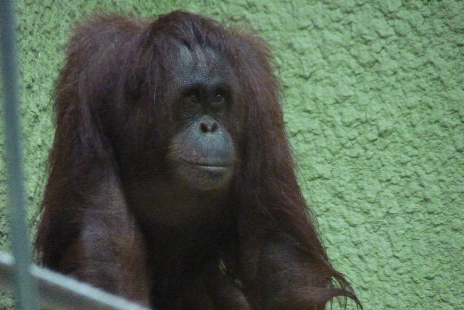 Female Bornean Orangutan, September 2016