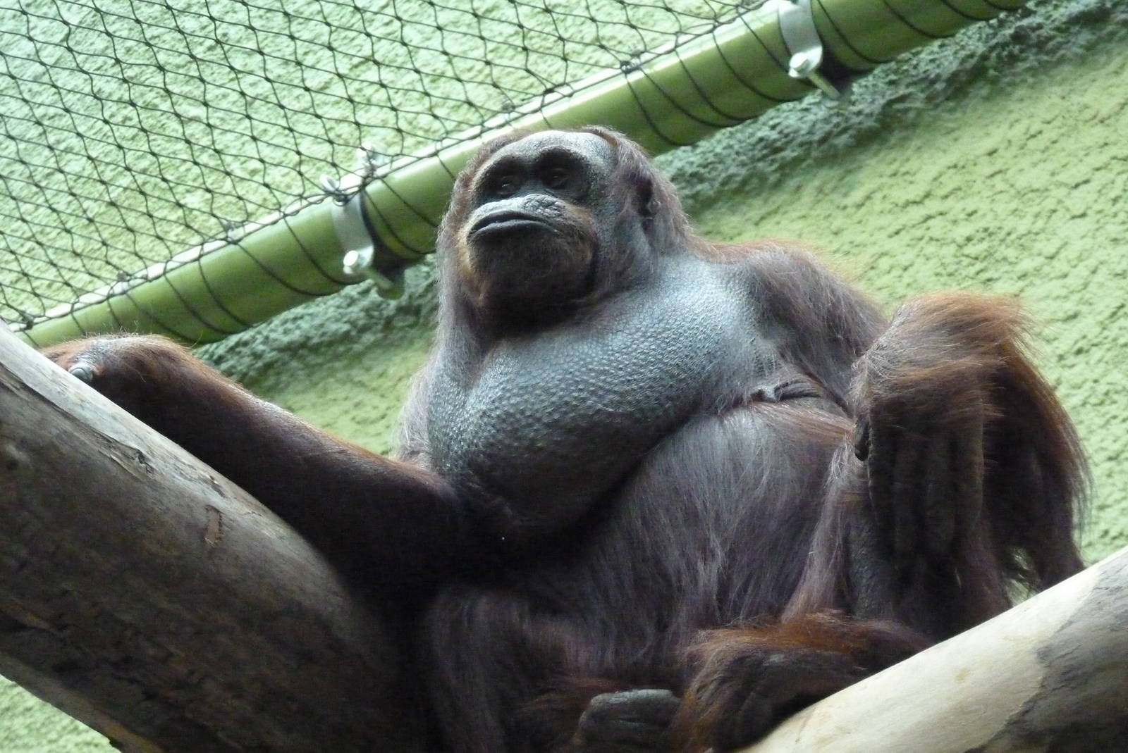 Female Bornean Orangutan, September 2016