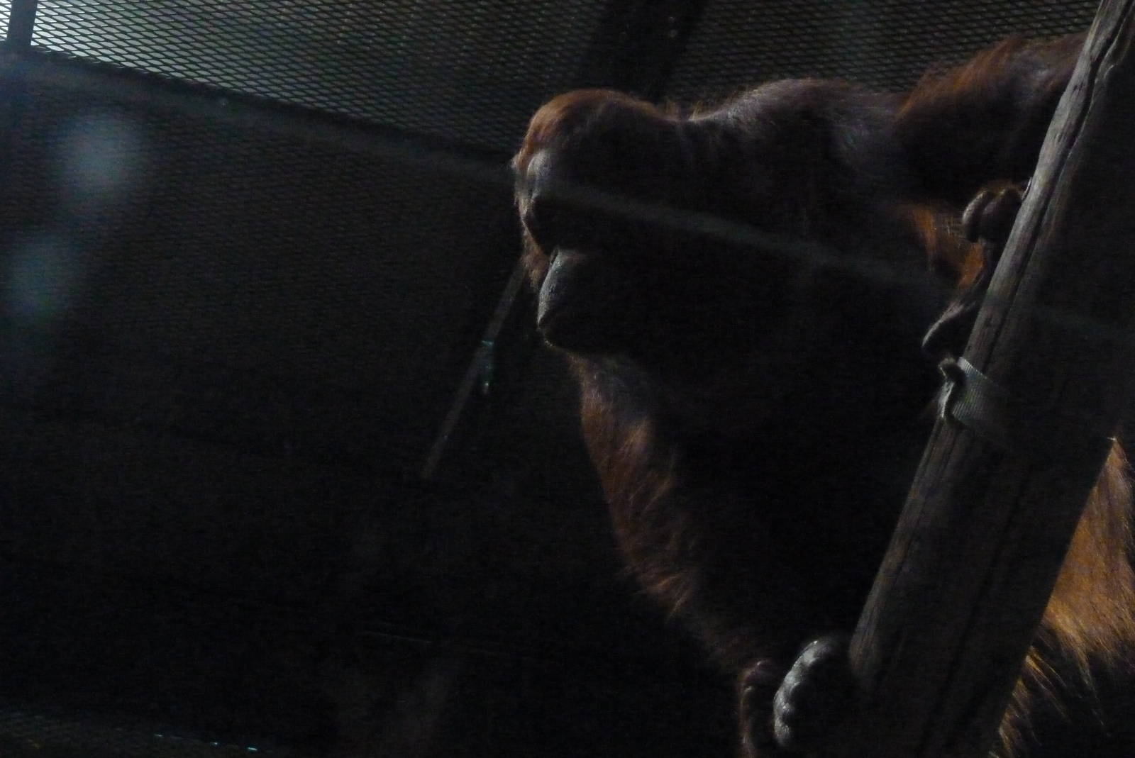 Female Bornean Orangutan, September 2016