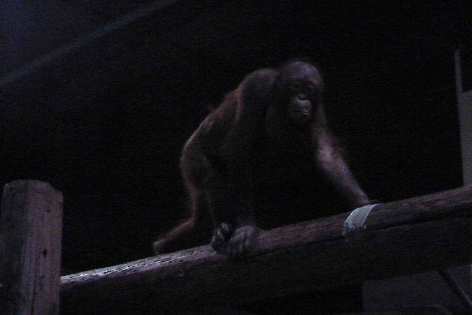 Female Bornean Orangutan, September 2016