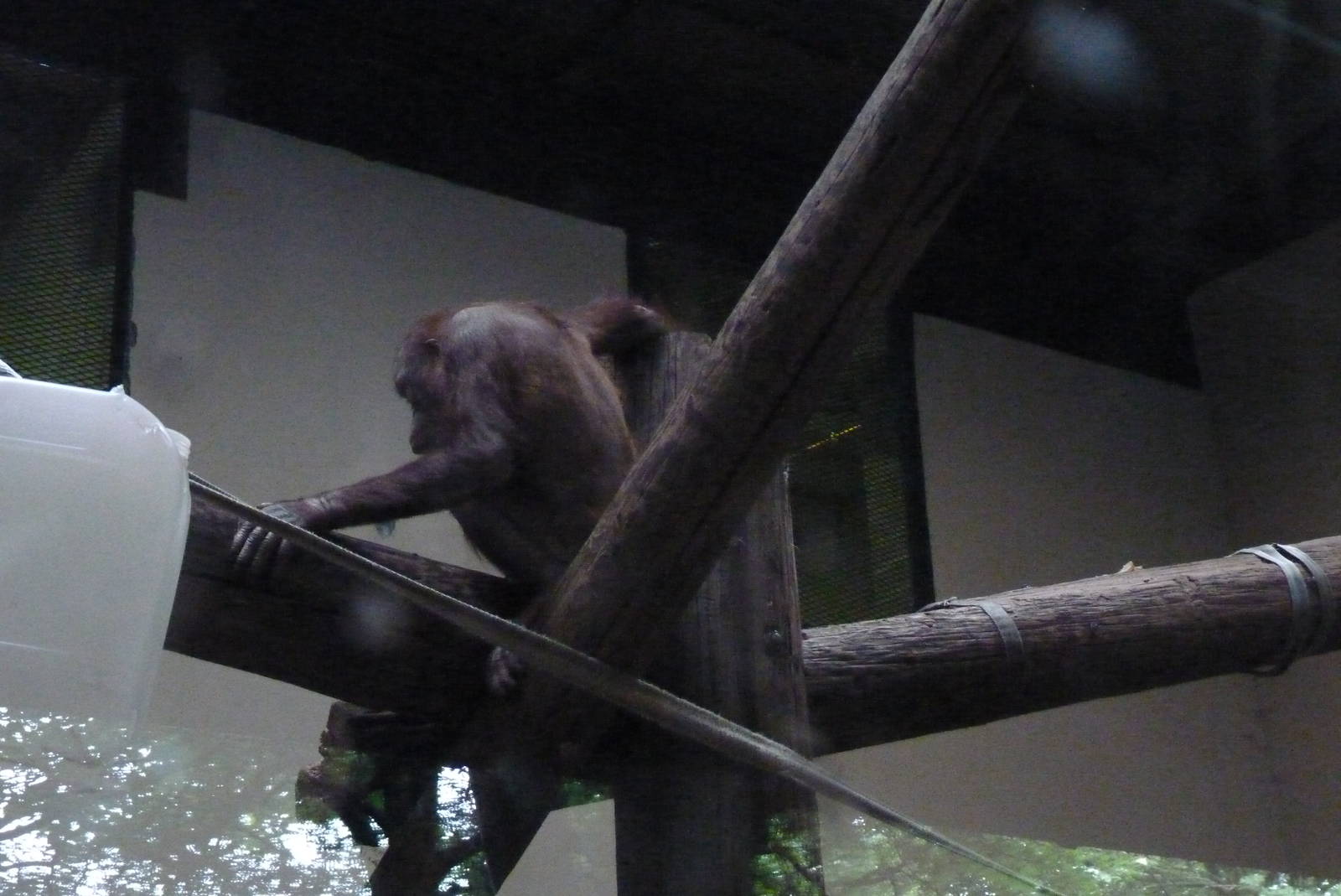 Female Bornean Orangutan, September 2016
