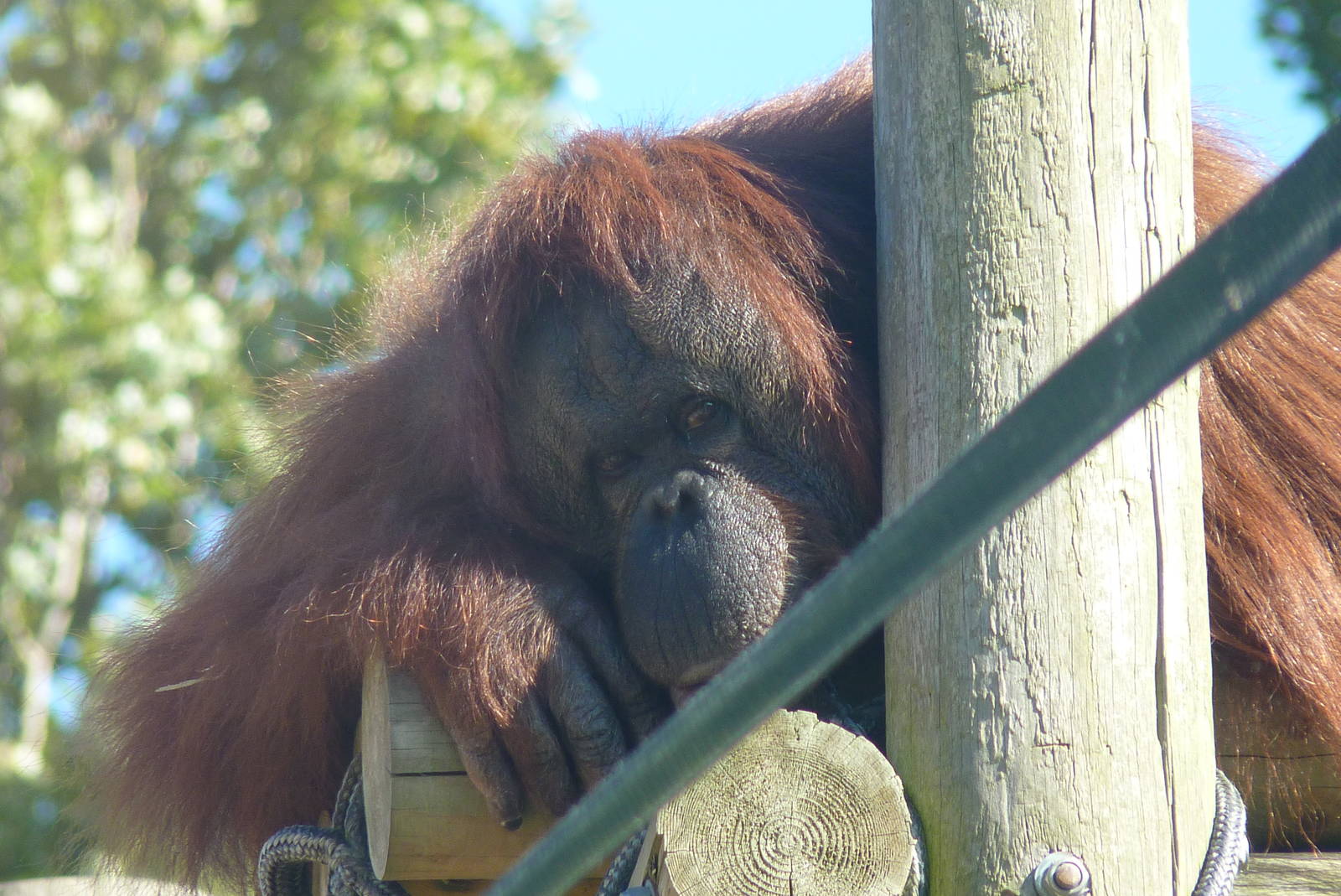 Female Bornean Orangutan, September 2016