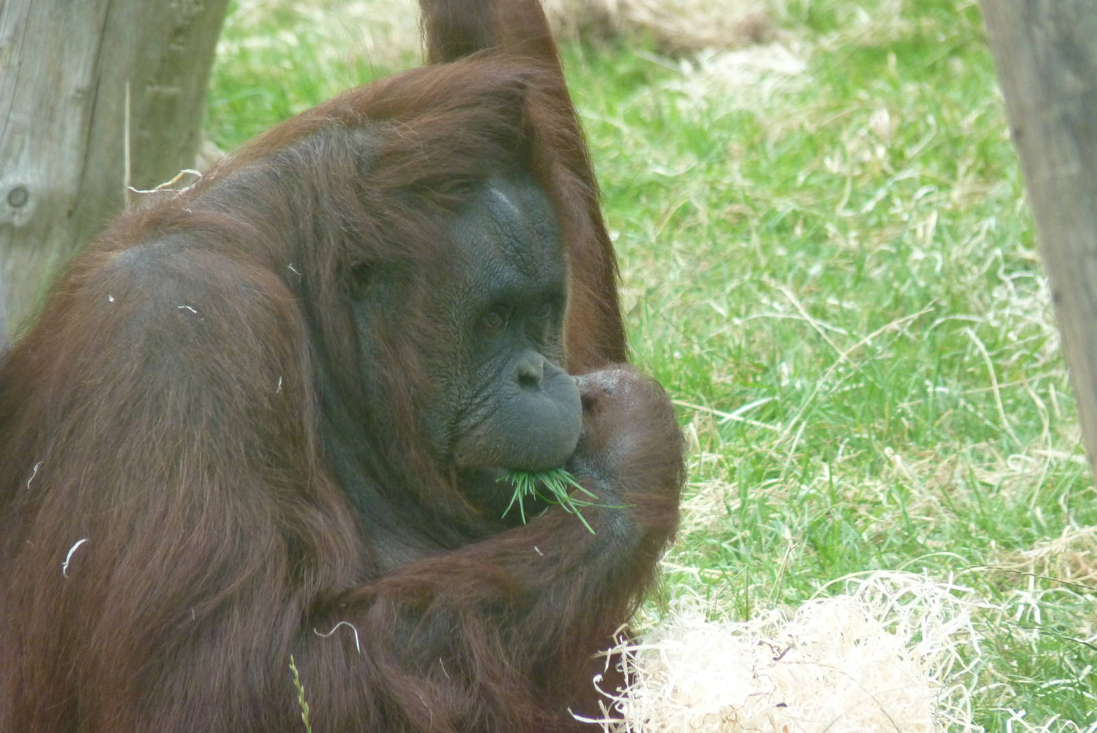 Female Bornean Orangutan, September 2016