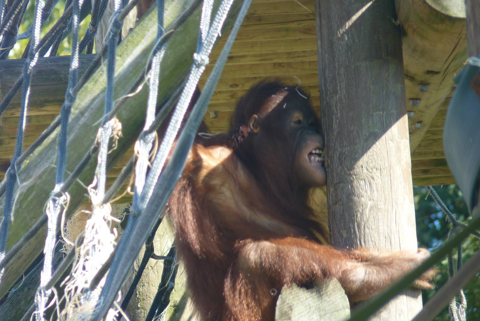 Female Bornean Orangutan, September 2016