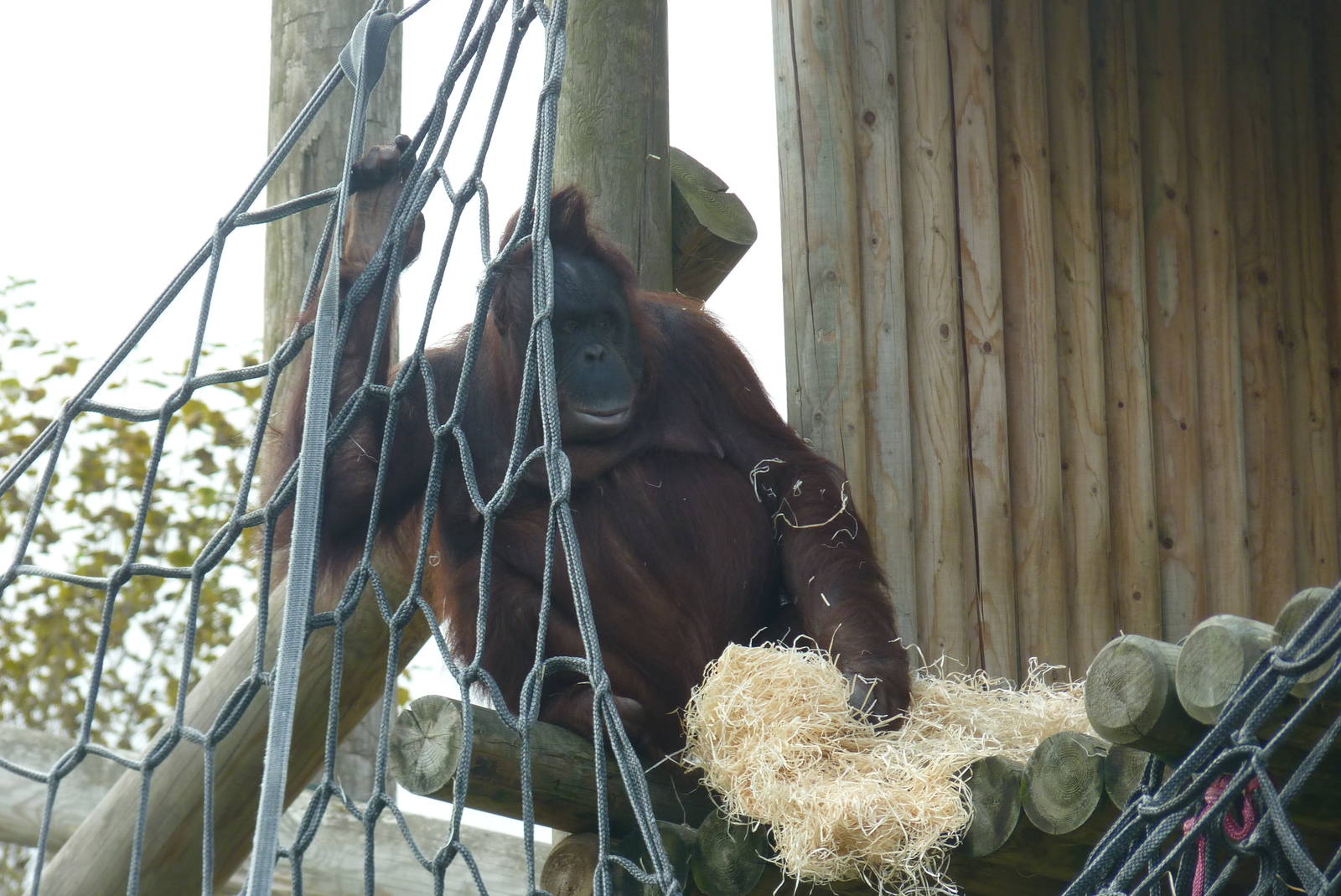Female Bornean Orangutan, September 2016
