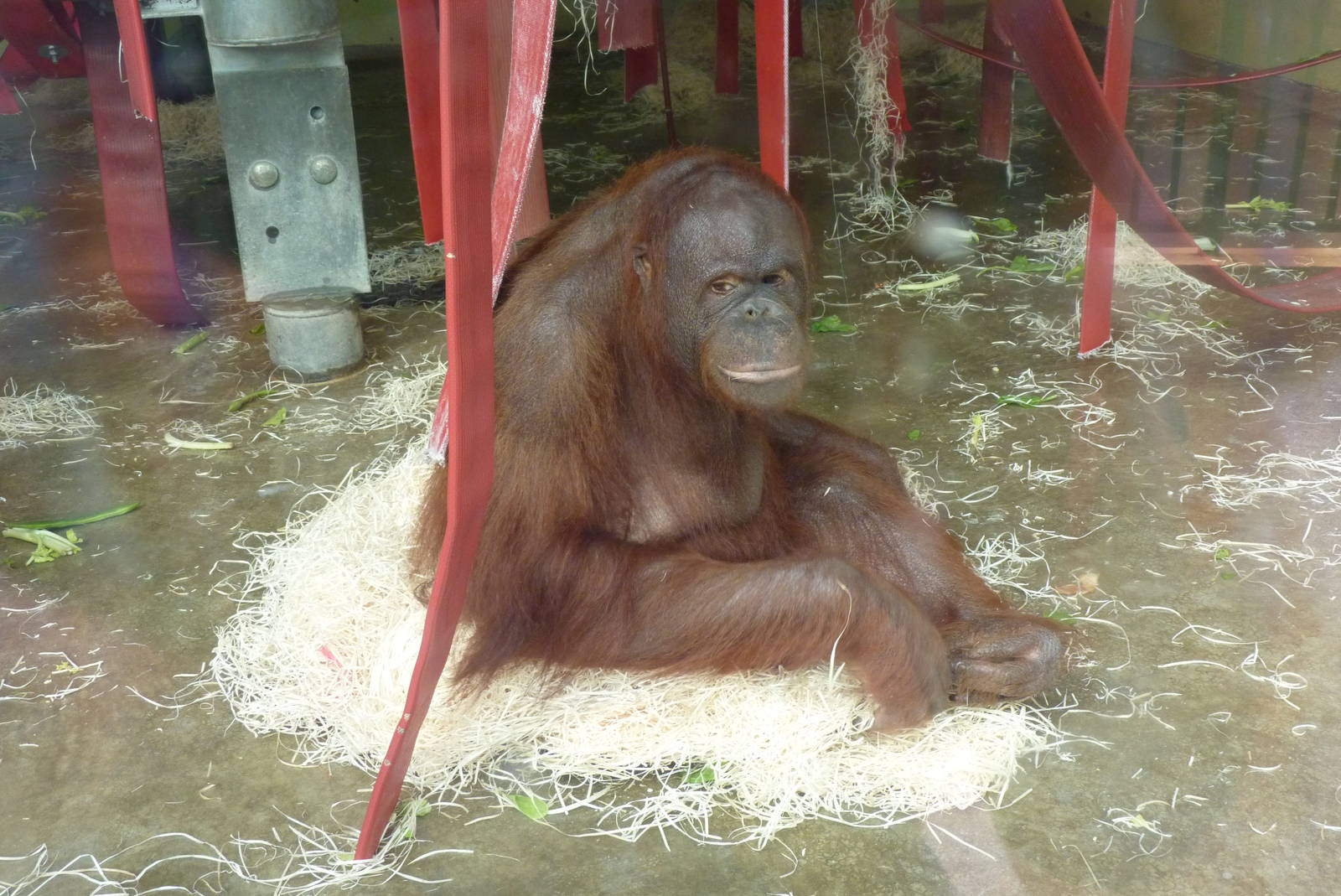 Female Bornean Orangutan, September 2016