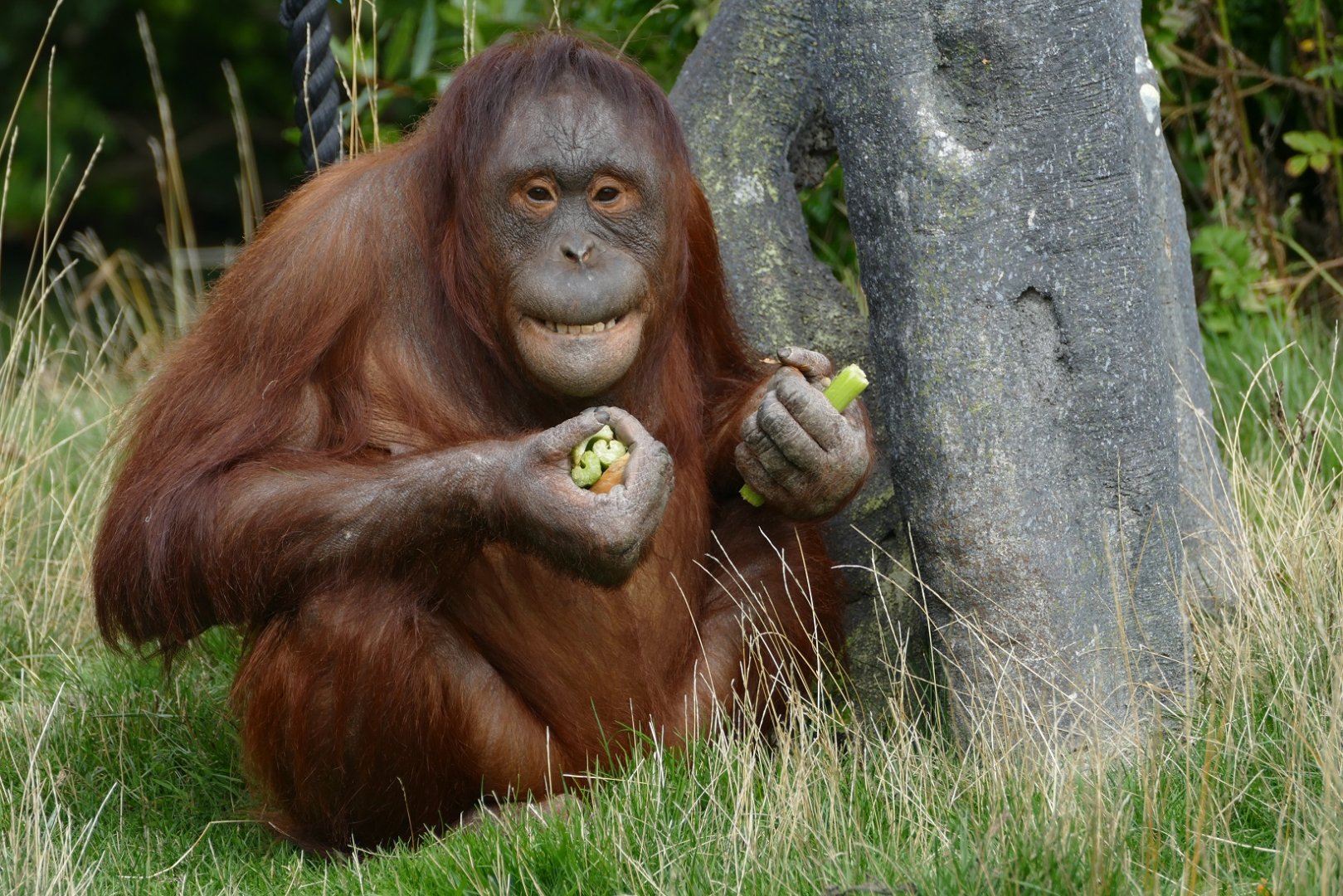 Female Bornean orangutan, September 2018