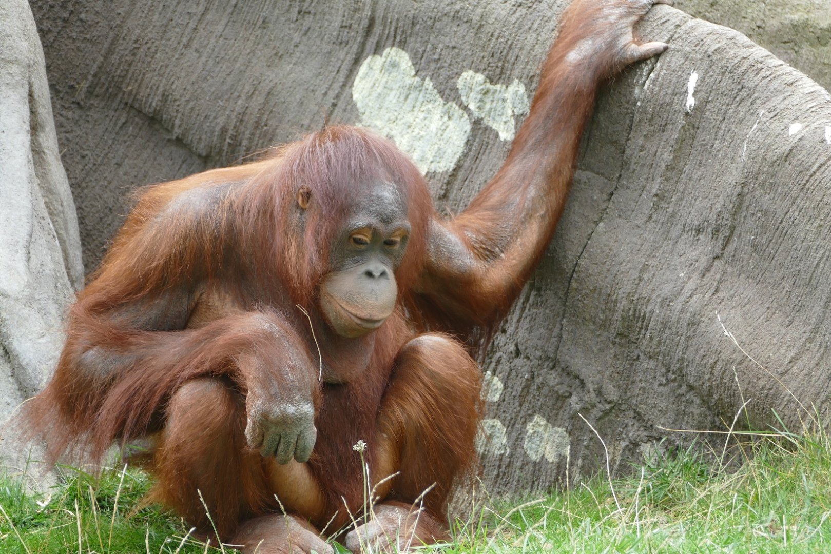 Female Bornean orangutan, September 2018